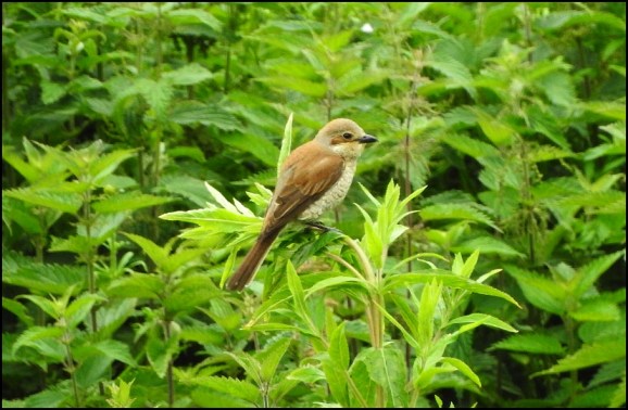 Red-backed Shrike 260619 2