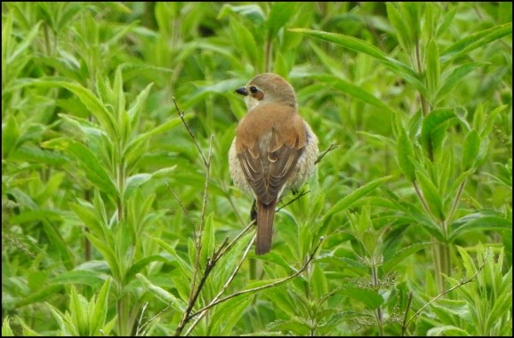 Red-backed Shrike 260619 3