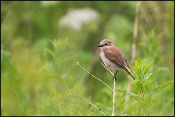 Red-backed Shrike 260619 4