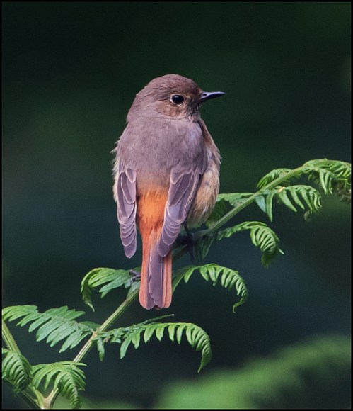 Redstart 210619