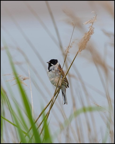 Reed Bunting 100619
