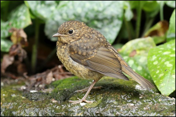 Robin juv 140619