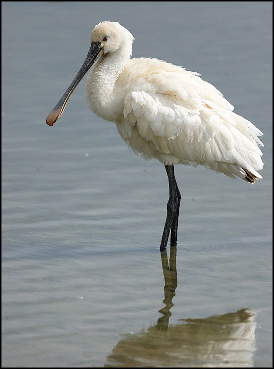 Spoonbill 030619 1