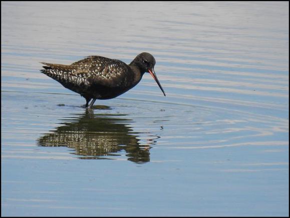 Spotted Redshank 220619