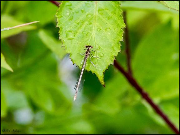 White-legged Damselfly 250619