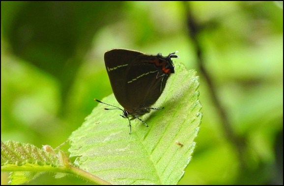White-letter Hairstreak 190619
