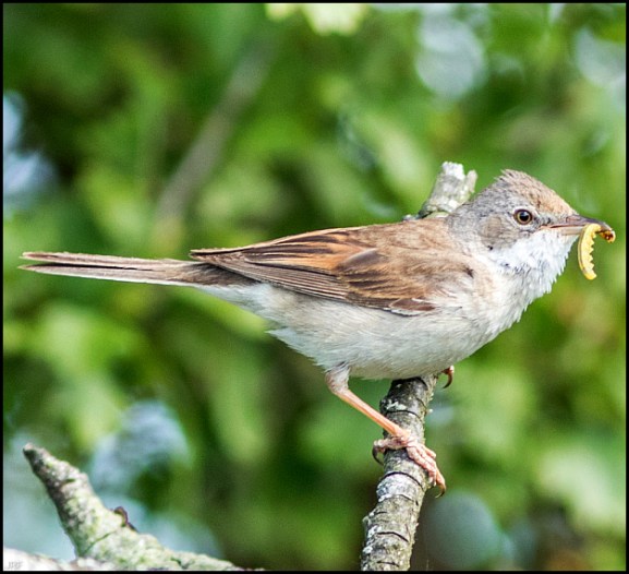 Whitethroat 060619