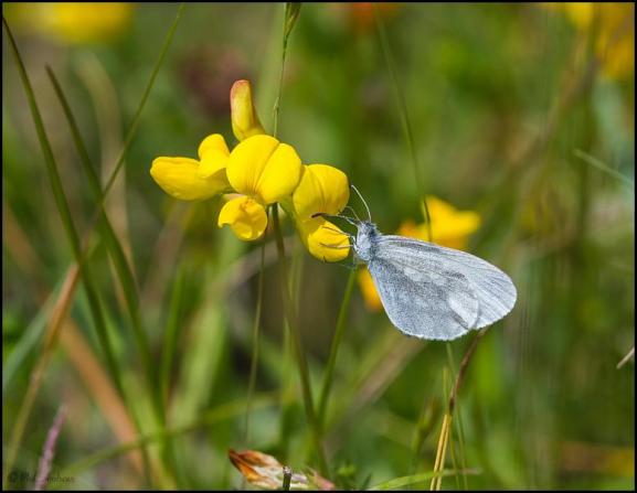 Wood White 230619