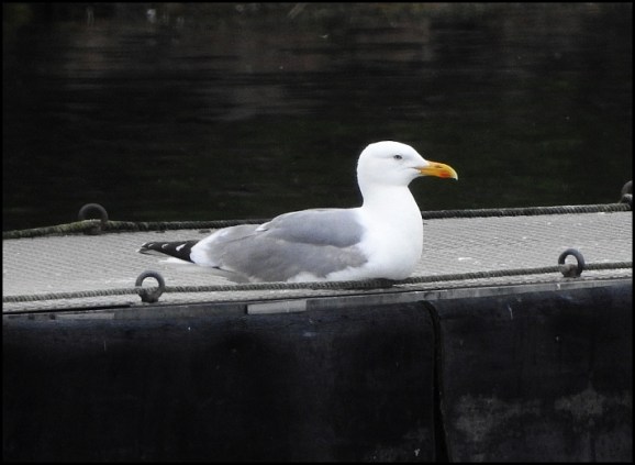 Yellow-legged Gull 040619 2