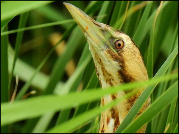 Bittern 220719 1
