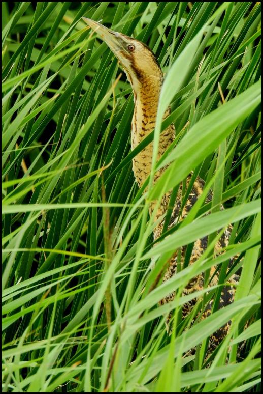 Bittern 220719 2