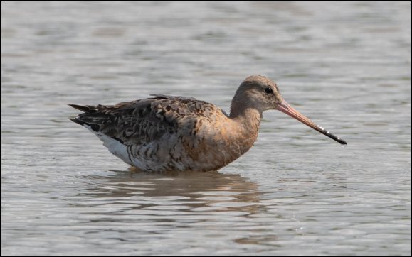 Black-tailed Godwit 260719