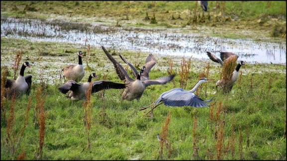 Canada Geese & Grey Heron 020719