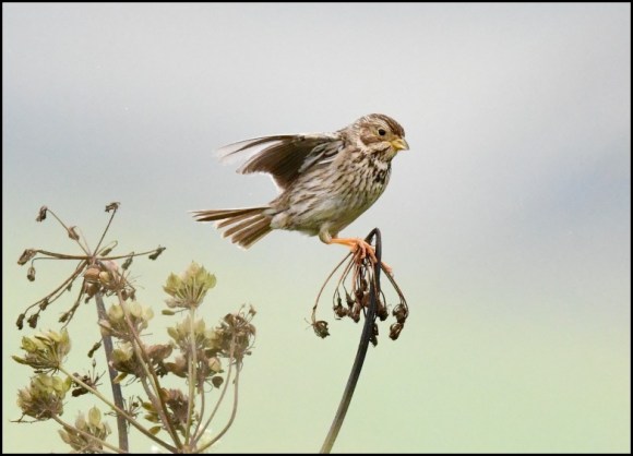 Corn Bunting 2 200719