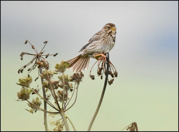 Corn Bunting 200719