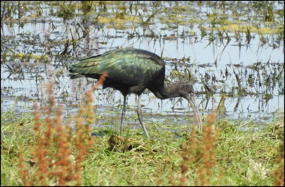 Glossy Ibis 040719 1