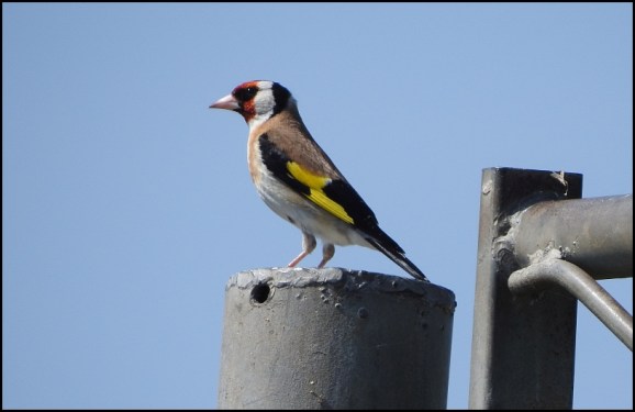 Goldfinch 230719