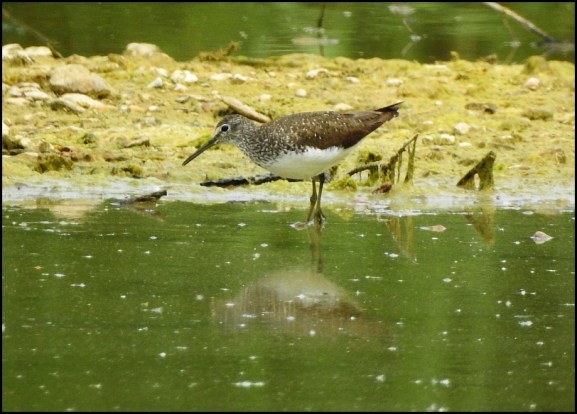 Green Sandpiper 250719