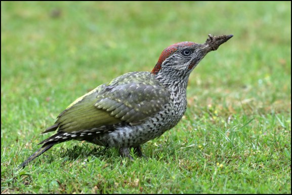 Green Woodpecker 270719