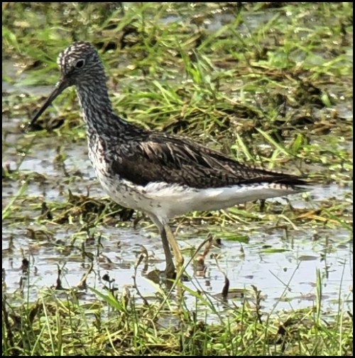 Greenshank 070719
