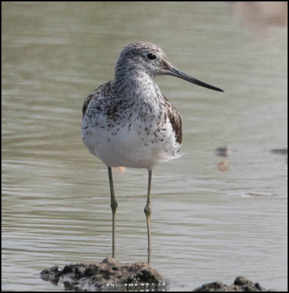 Greenshank 260719