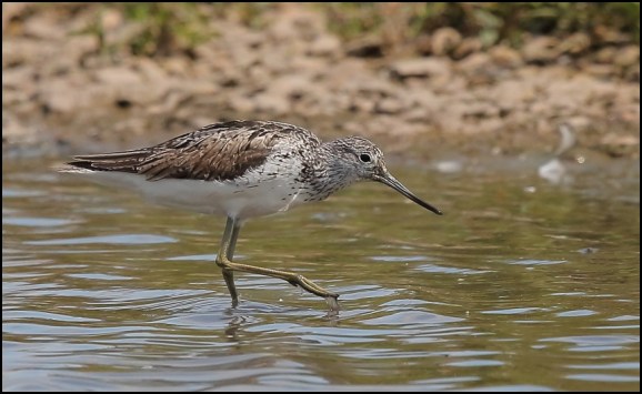 Greenshank 280719