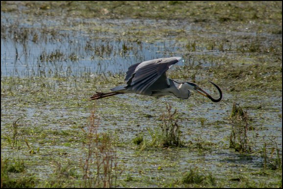 Grey Heron 020719