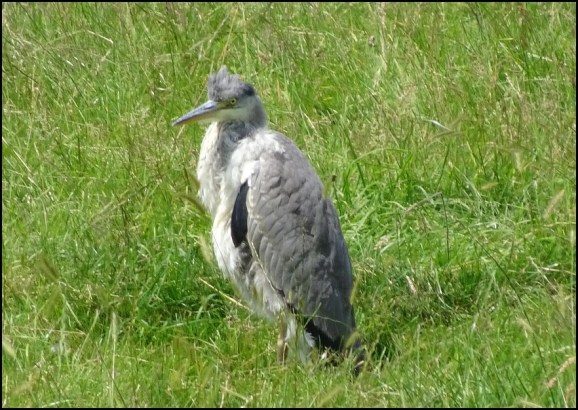 Grey Heron 080719