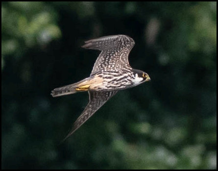 Hobby 070719