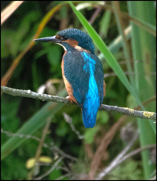 Kingfisher 170719