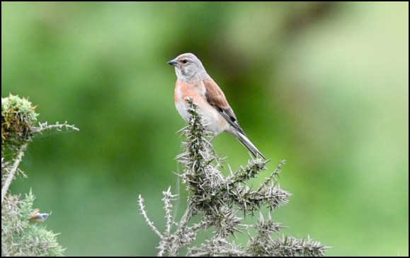 Linnet 200719