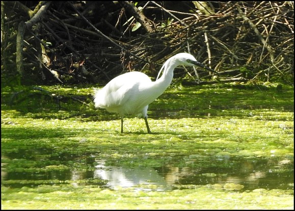 Little Egret 230719