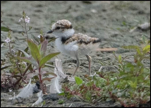 Little Ringed Plover chick 170719