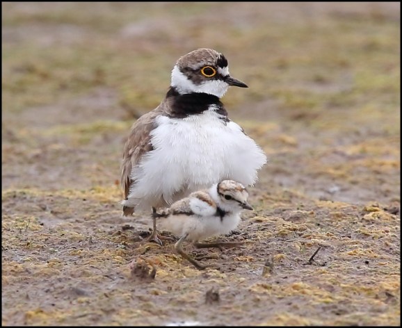 Little Ringed Plovers 210719 1