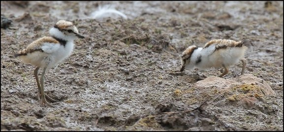 Little Ringed Plovers 210719 2