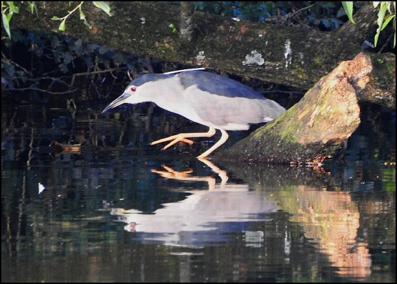 Night Heron 010719 4
