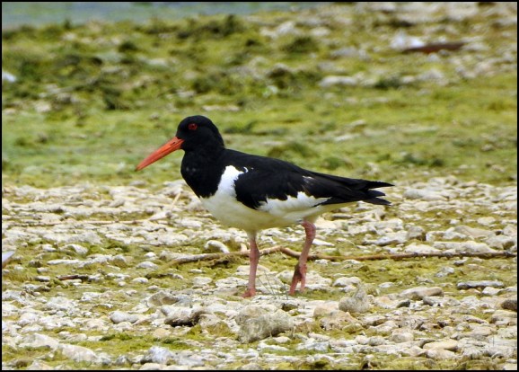Oystercatcher 250719