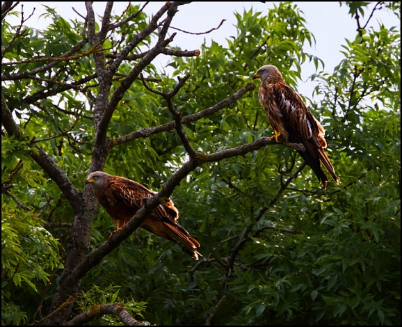Red Kites 210719