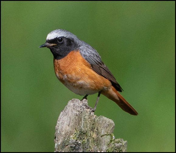 Redstart 080719