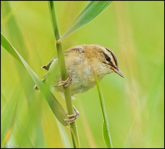Sedge Warbler 270719