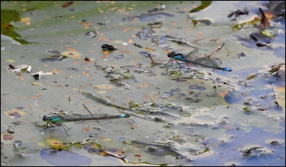 Small Red-eyed Damselflies 250719