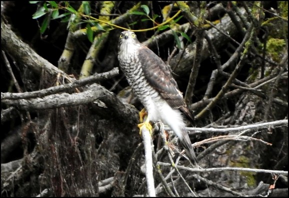 Sparrowhawk 220719