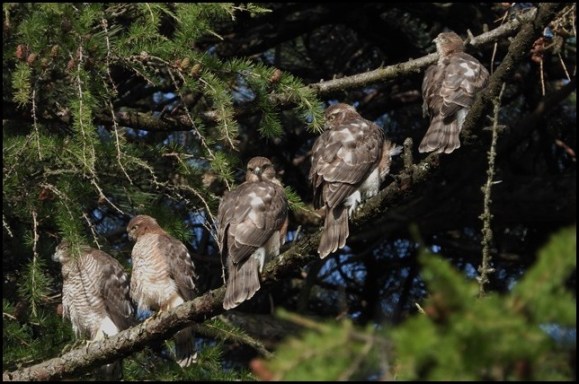 Sparrowhawks 200719