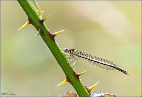 White-legged Damselfly f 100719