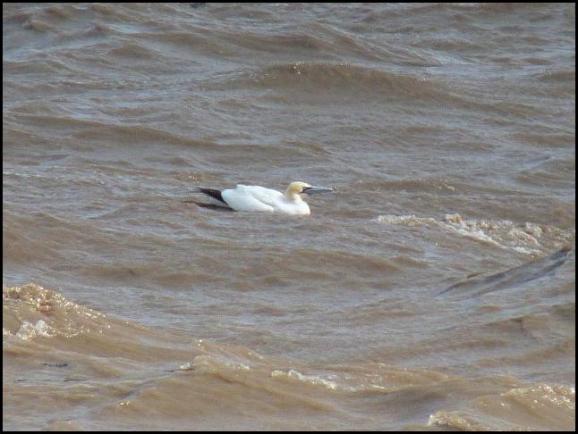 Gannet 100819