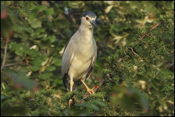 Night Heron 020819 1