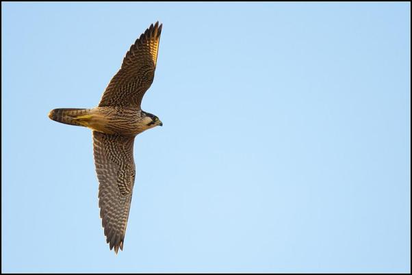Peregrine 240819