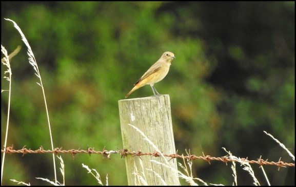 Redstart 080819