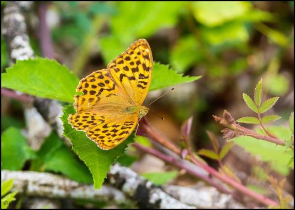 Silver-washed Fritillary 030819
