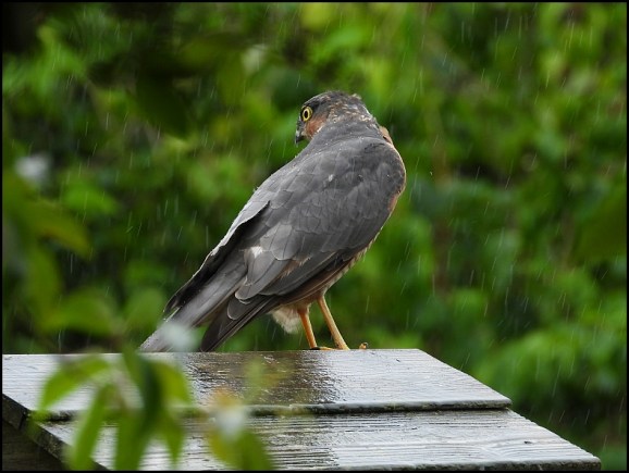 Sparrowhawk 100819